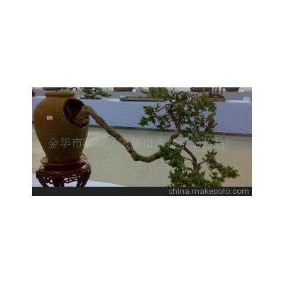 水旱盆景，艺术盆景，金华盆景，精品盆景