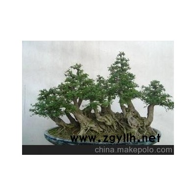 长期供应 对节白蜡 连根丛林式 精品树桩盆景