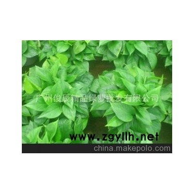 广州绿萝，绿萝批发，2013年2月优质产品。