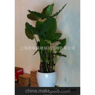 植物批发 .植物租赁.花卉租赁绿植租赁大型绿植1.7米滴水观音