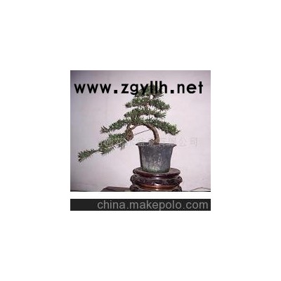 雀舌罗汉松、黄杨盆景