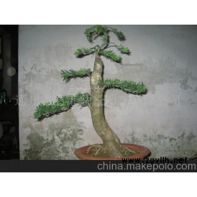 南通雀舌树木盆景