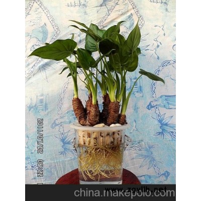 滴水观音（水培花卉室内水养植物玻璃瓶长沙创远园艺花卉租赁租摆）