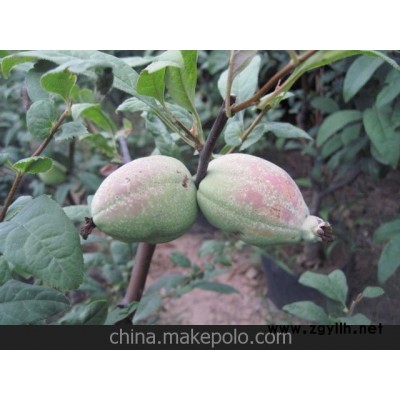 木瓜盆景—常年出售各种果树盆景