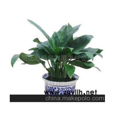 批发供应鲜花、盆栽花卉一帆风顺、花草盆景