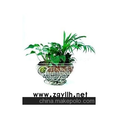 财源滚滚树木盆景