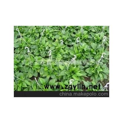厂家直供180#花叶绿萝吊兰基地大量批发