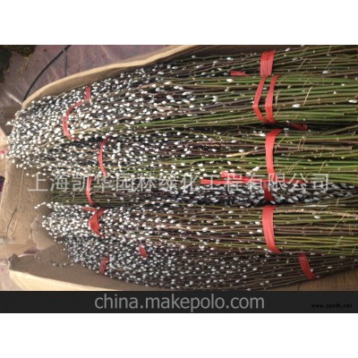 绿化租赁养护 春节花卉 年宵花1.0米-1.5米 银柳