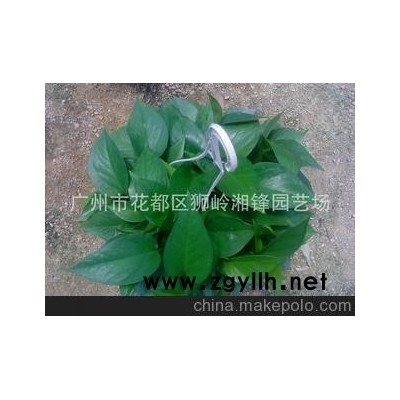萝吊兰180#青叶批发绿萝吊兰 绿萝 广州绿萝吊兰 绿萝吊兰批发