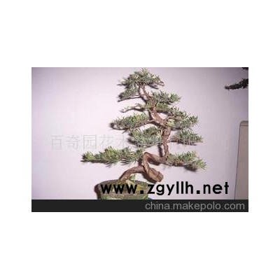 雀舌罗汉松盆景