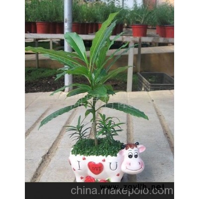 小森林花草盆景