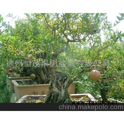 供应石榴盆景/石榴苗/果树盆景 盆景