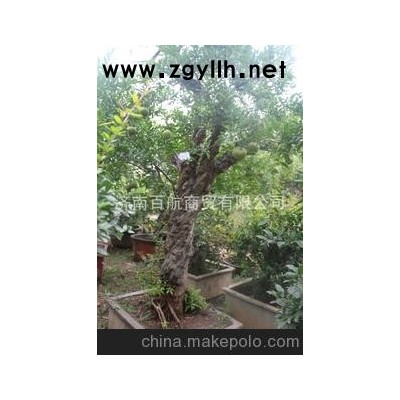 冠世榴园精品石榴盆景 石榴园林树 石榴树 盆景批发