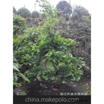 出售四川银杏树盆景