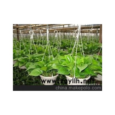 基地批发净化空气，四季常青180青叶绿萝吊兰