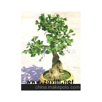 精品花卉园艺 挂果 银杏 盆景