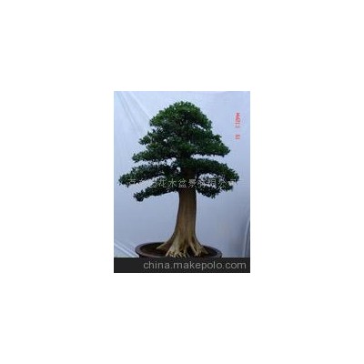 罗汉松、黄杨盆景