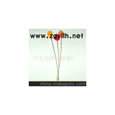 发财果/花草盆景