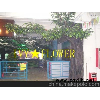 臻然园艺专业的绿化公司)苏州室内盆景植物