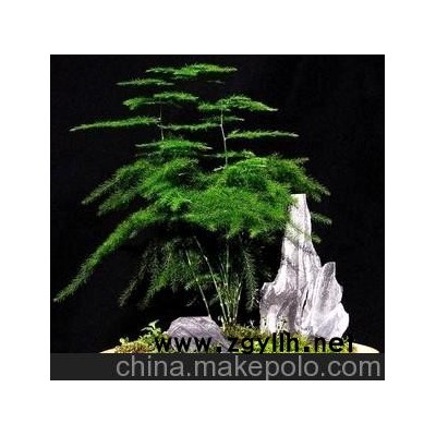 特价文竹 带盆栽好 全国包邮 室内盆栽 趣味迷你植物 花卉盆景