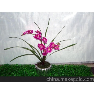 订做蝴蝶兰盆景
