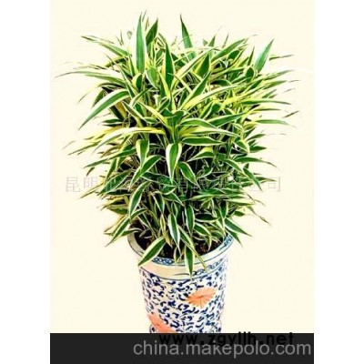 批发供应鲜花、盆栽花卉黄金竹、花草盆景