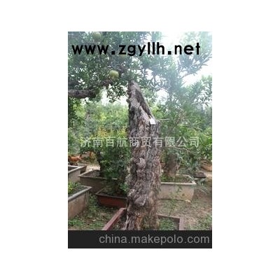 冠世榴园获奖石榴盆景 石榴园林树 石榴树 盆景批发