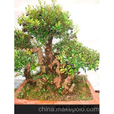 小叶赤楠--造型精致，四好的盆景