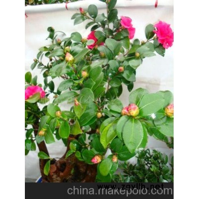 茶梅树桩--高档的造型美好的盆景