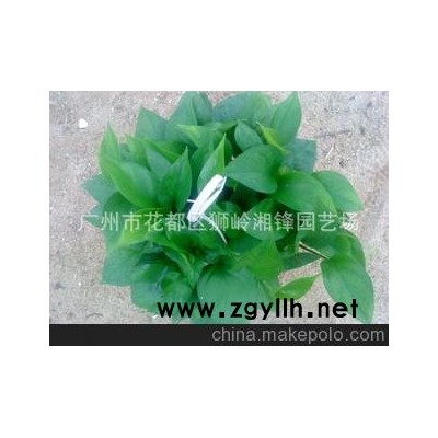 湘锋园艺长期供应批发180#绿萝。黄金葛（诚邀长期合作商）