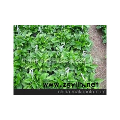 无斑点花叶 厂家直供180#花叶绿萝吊兰。黄金葛