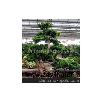 树木盆景