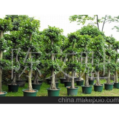 虎蟹兰花草盆景