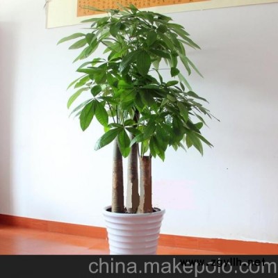步步高发财树（长沙办公室大型绿植盆栽花卉租赁租摆送礼花卉盆景）