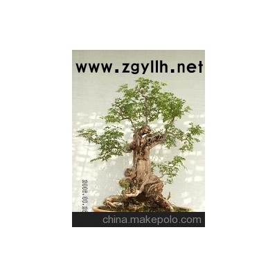 黄荆盆景-树木盆景