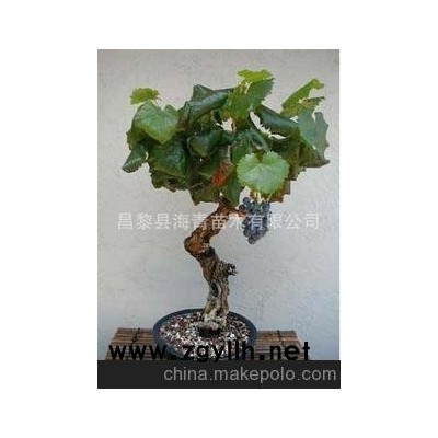 长期厂家直销供应优质水果苗木葡萄盆景