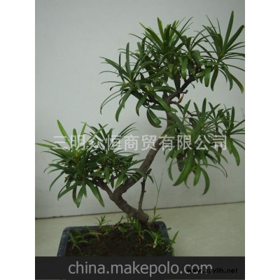 供应紫薇盆景 大紫薇古桩盆景 园林景观古树古桩盆景