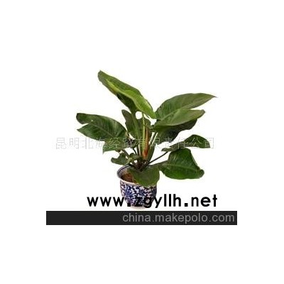 批发供应鲜花、盆栽花卉绿帝王、花草盆景