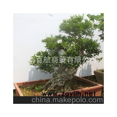 冠世榴园石榴盆景 石榴园林树 石榴树 枣庄特色旅游盆景批发