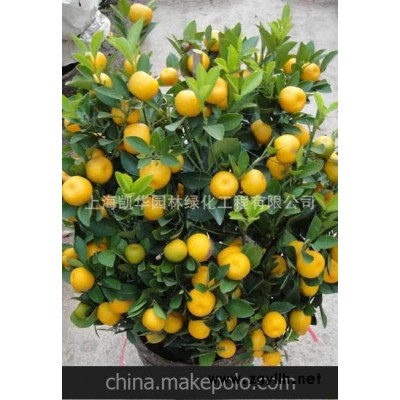 绿化租赁 绿化养护 年宵花1.2-1.5米 橘子 金橘