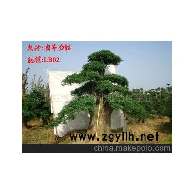 对节白蜡树木盆景