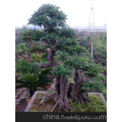 湖北京山对节白蜡盆景