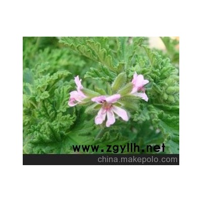 厂家直销夏季驱蚊品/驱蚊产品/房间必备DIY驱蚊草/盆式精装驱蚊草