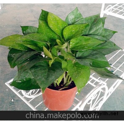 批发水培盆栽室内植物 防电脑辐射绿植净化空气（A100#）青叶绿萝