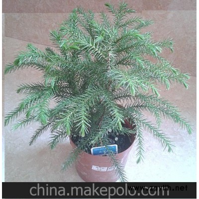 南洋杉 迷你小盆栽 室内办公盆景 防幅射 翠绿欲滴 A110#