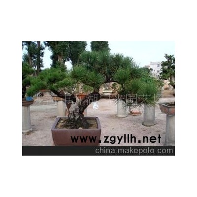 供应 黑 松 盆景