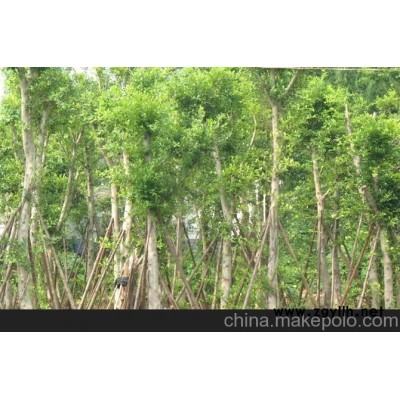 细叶榕，人参榕，榕树盆景等