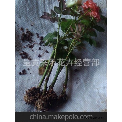 出售盆景玫瑰苗云南玫瑰苗鲜花玫瑰苗