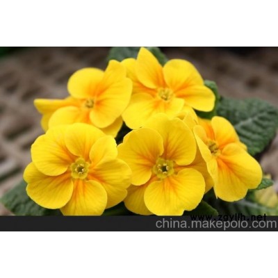 聚森花卉昆明花卉租赁