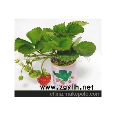 草莓盆景